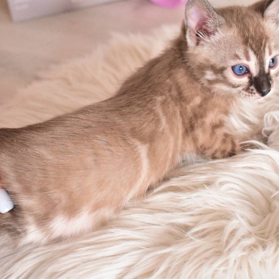 Bengal NOV Chuma