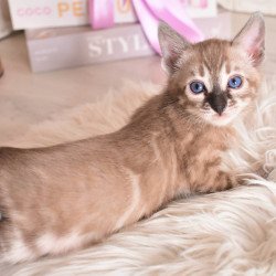 Bengal NOV Chuma