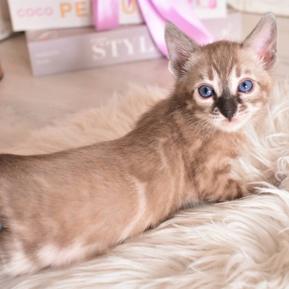 Bengal NOV Chuma