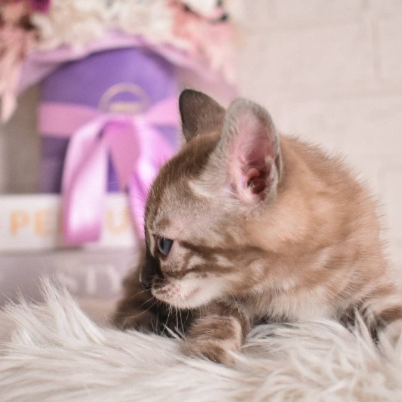 Bengal NOV Chuma
