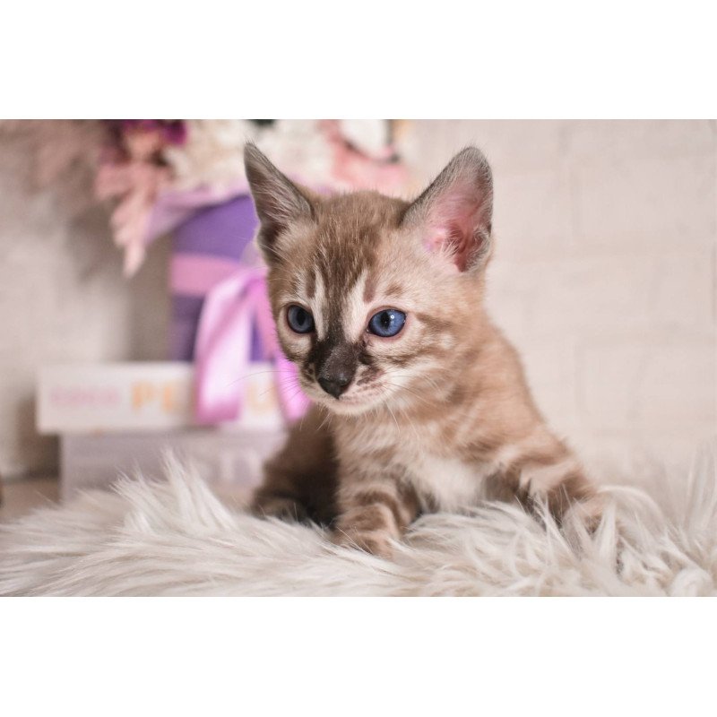 Bengal NOV Chuma