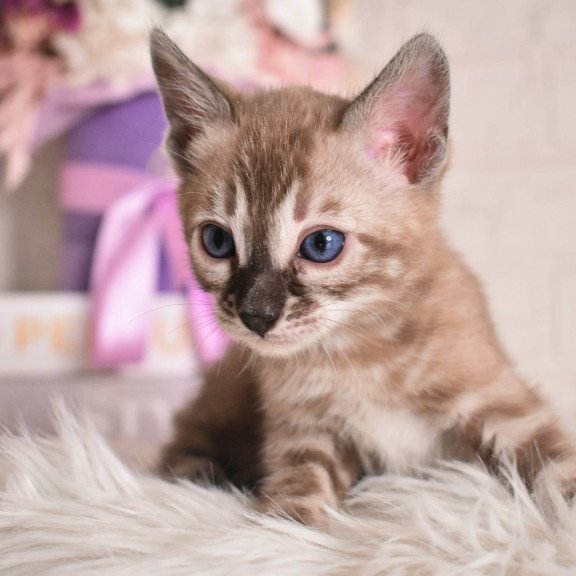 Bengal NOV Chuma