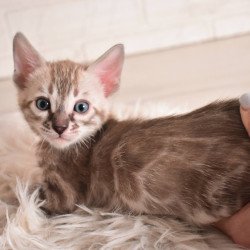 Bengal NOV Ponchik