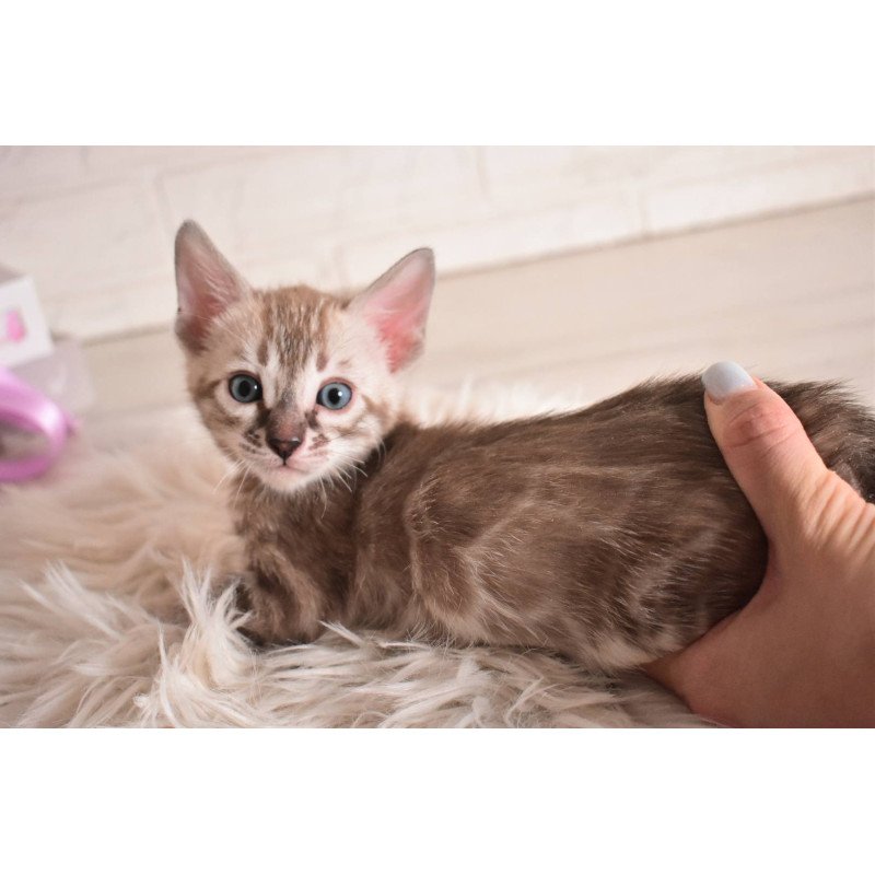 Bengal NOV Ponchik