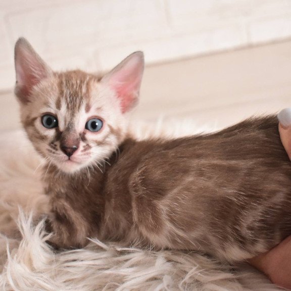 Bengal NOV Ponchik