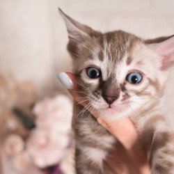 Bengal NOV Ponchik