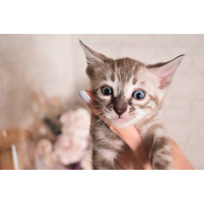Bengal NOV Ponchik