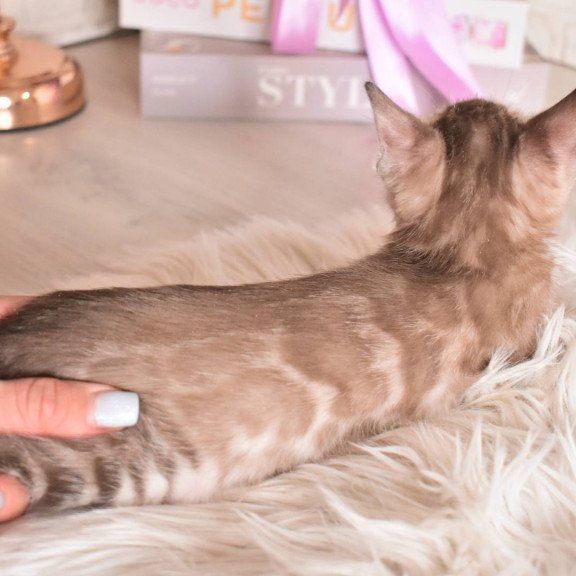 Bengal NOV Ponchik
