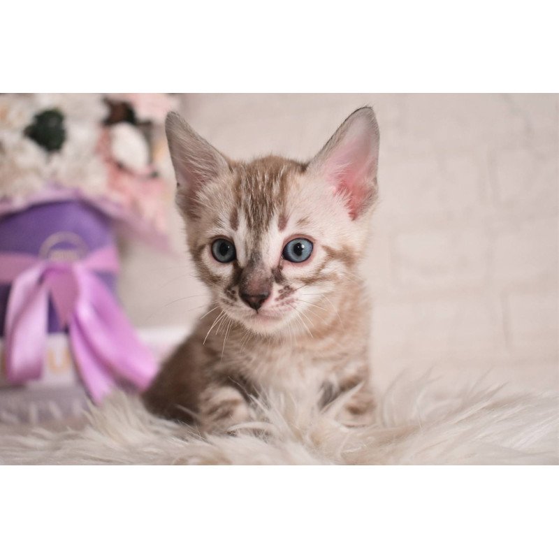 Bengal NOV Ponchik