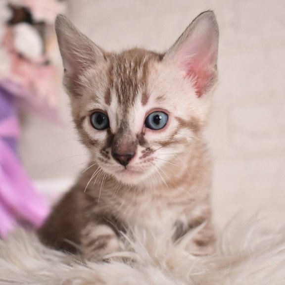 Bengal NOV Ponchik