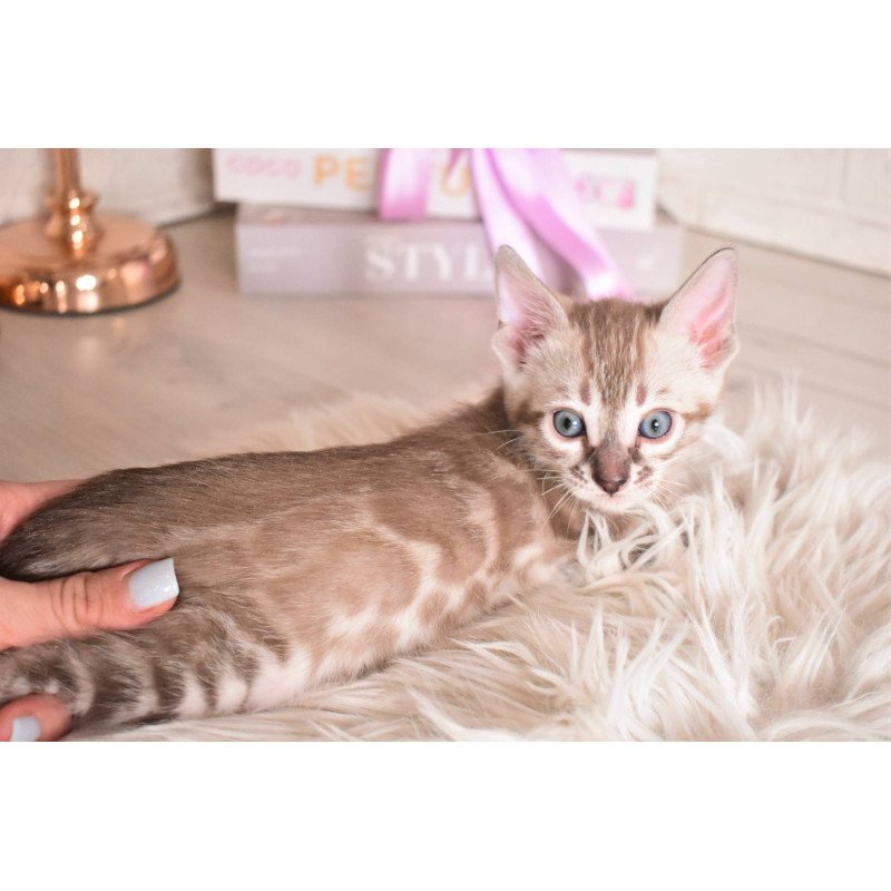 Bengal NOV Ponchik