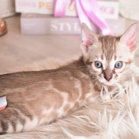 Bengal NOV Ponchik