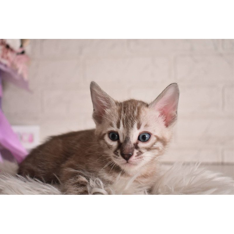 Bengal NOV Ponchik