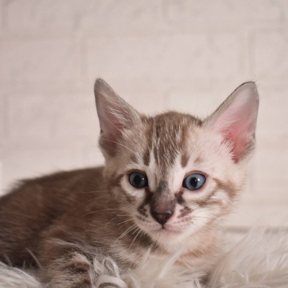 Bengal NOV Ponchik