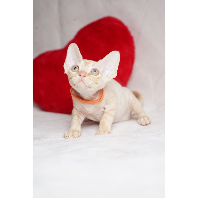 Devon Rex NOV Leo