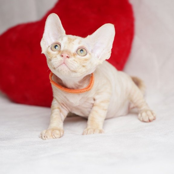 Devon Rex NOV Leo