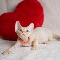 Devon Rex NOV Leo