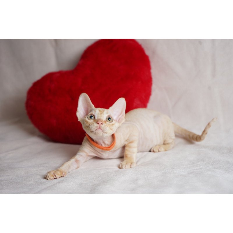 Devon Rex NOV Leo
