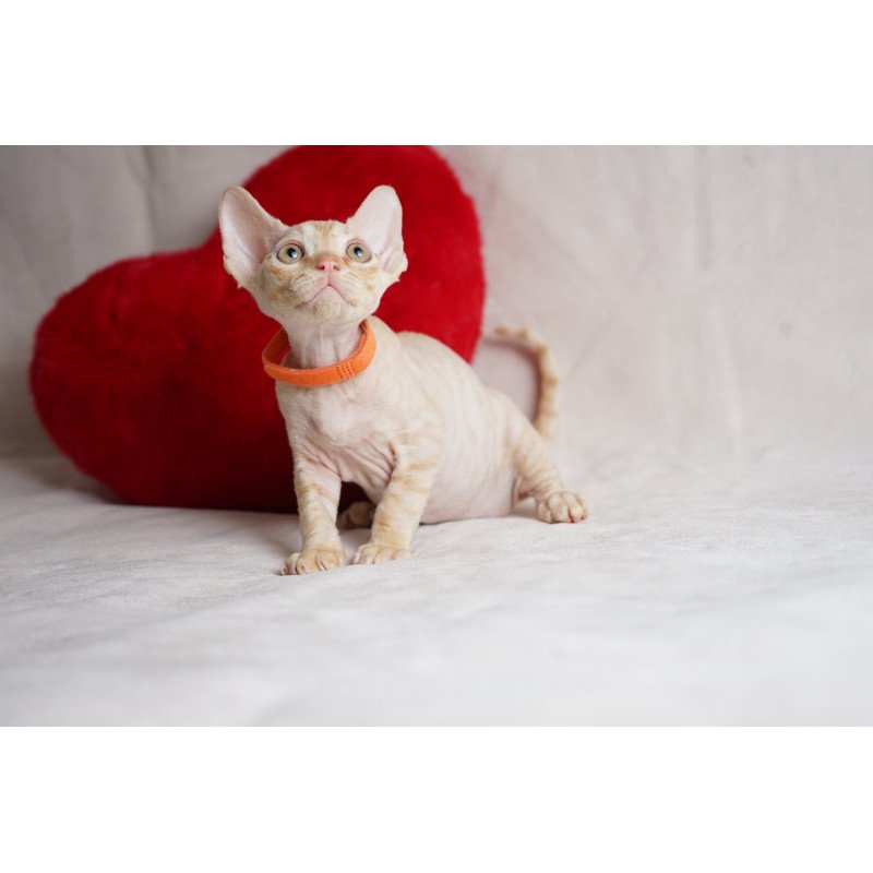 Devon Rex NOV Leo