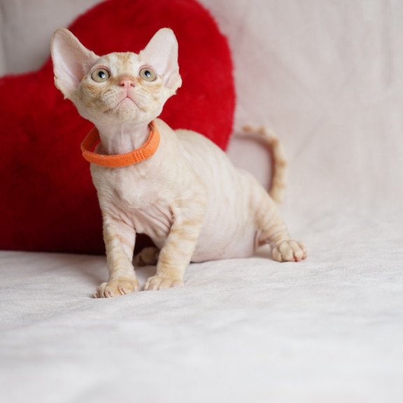 Devon Rex NOV Leo