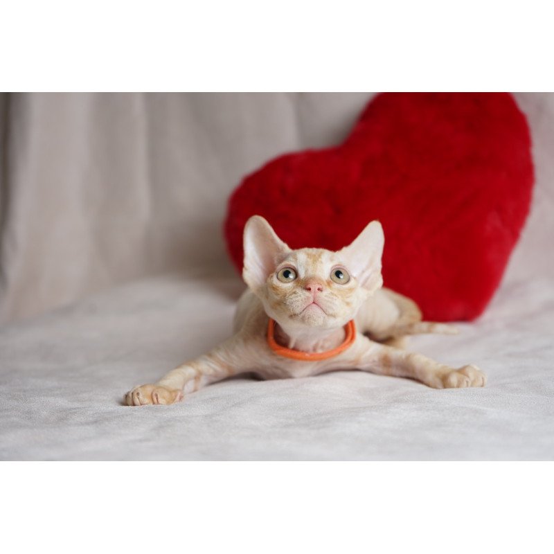Devon Rex NOV Leo