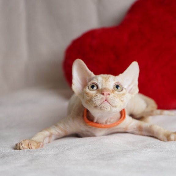 Devon Rex NOV Leo
