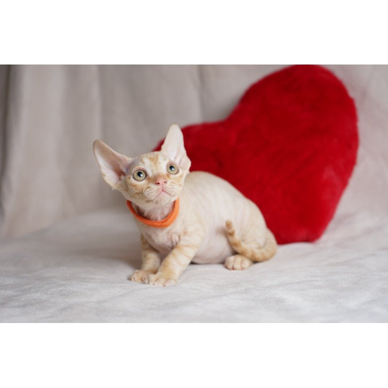 Devon Rex NOV Leo