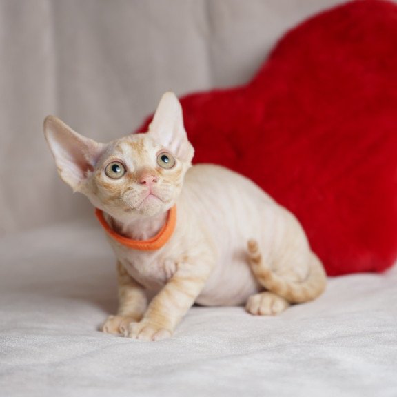 Devon Rex NOV Leo