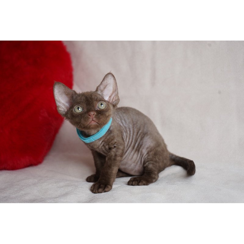 Devon Rex NOV Makar