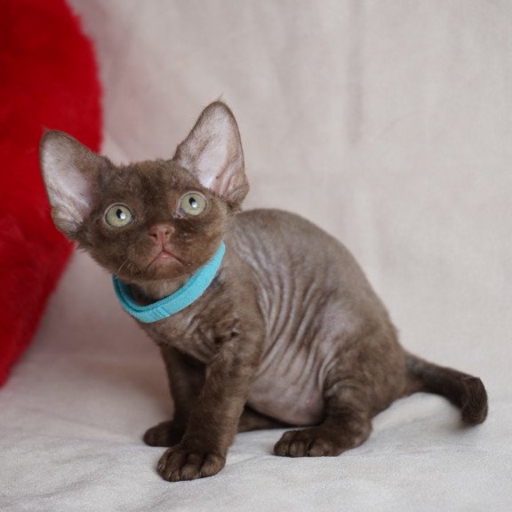 Devon Rex NOV Makar