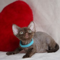 Devon Rex NOV Makar