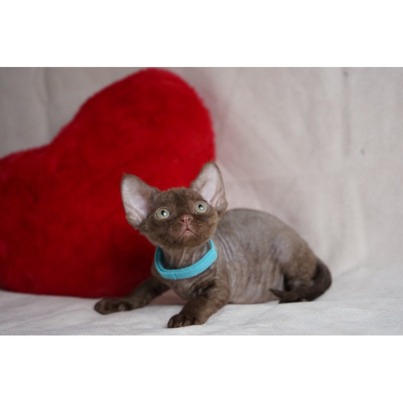 Devon Rex NOV Makar
