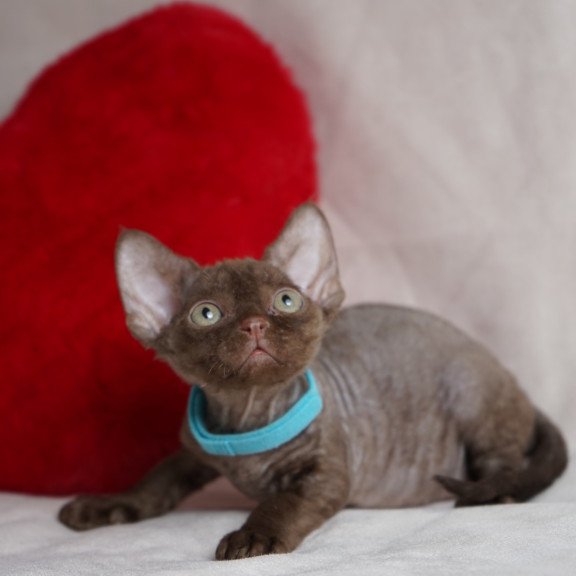 Devon Rex NOV Makar