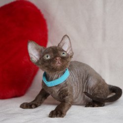 Devon Rex NOV Makar