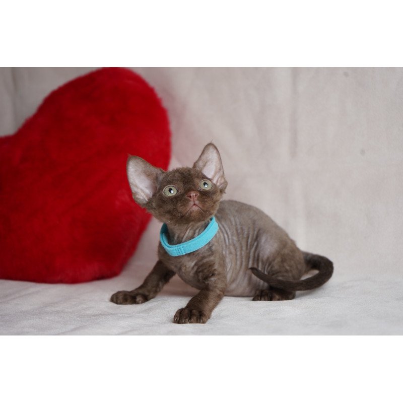 Devon Rex NOV Makar
