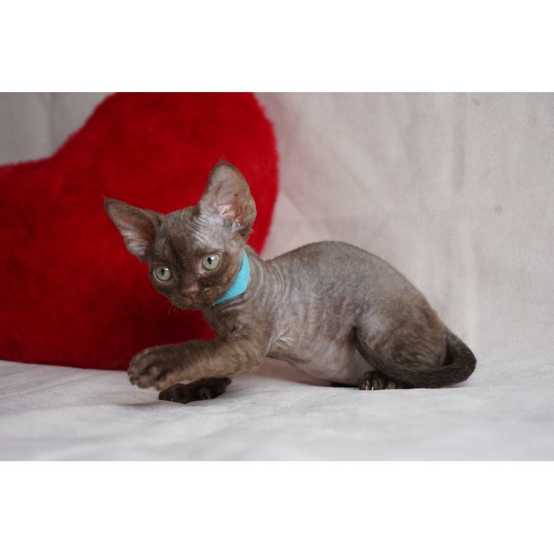 Devon Rex NOV Makar