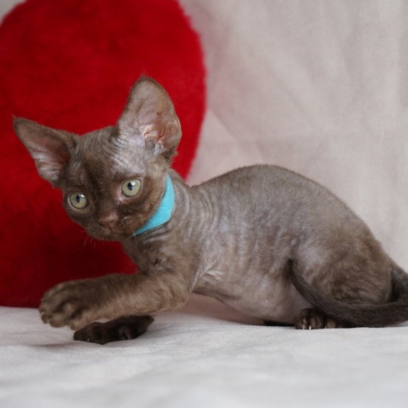 Devon Rex NOV Makar