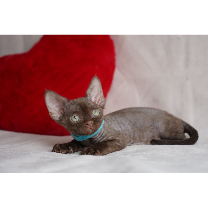 Devon Rex NOV Makar