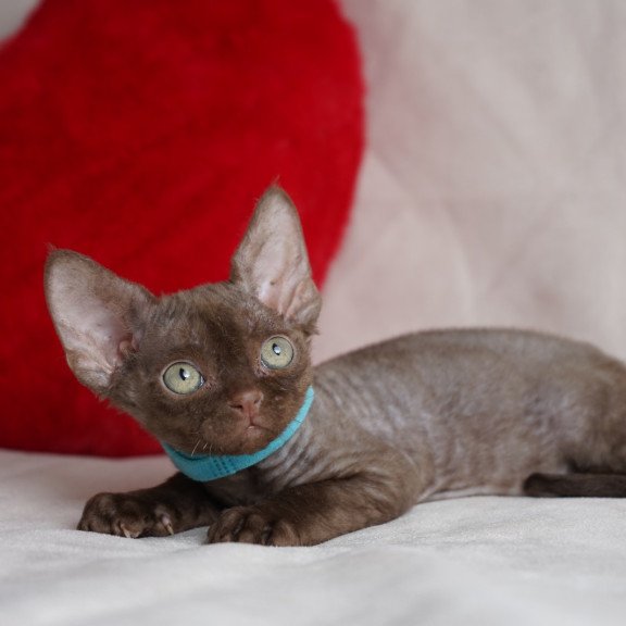 Devon Rex NOV Makar