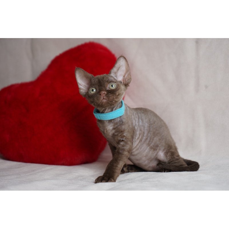 Devon Rex NOV Makar