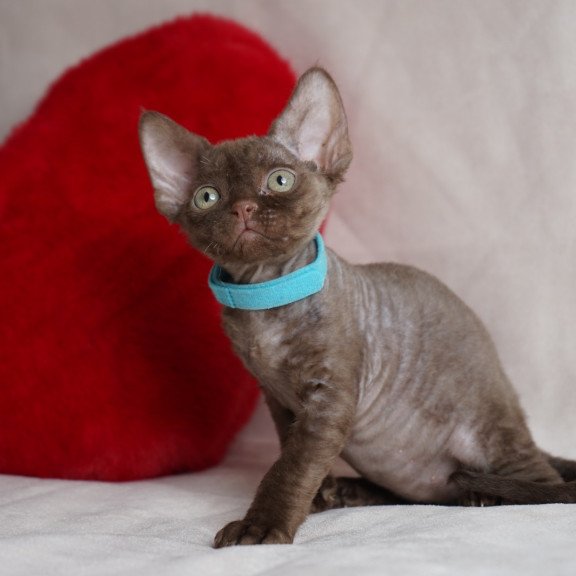 Devon Rex NOV Makar