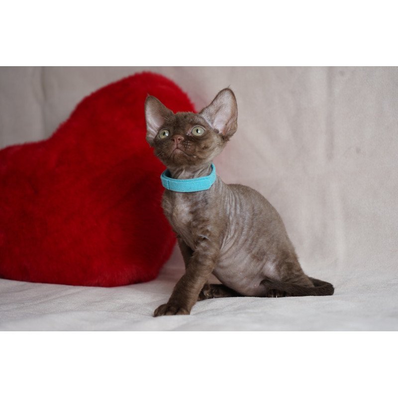 Devon Rex NOV Makar