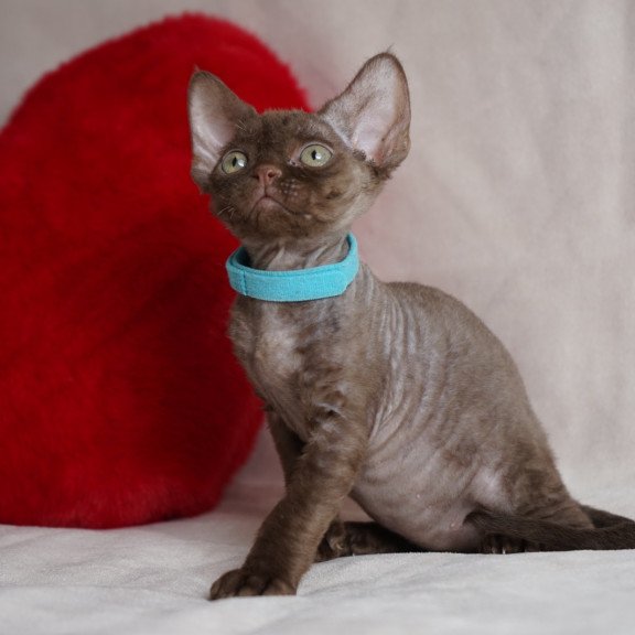 Devon Rex NOV Makar