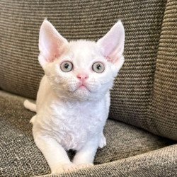Devon Rex Quartz