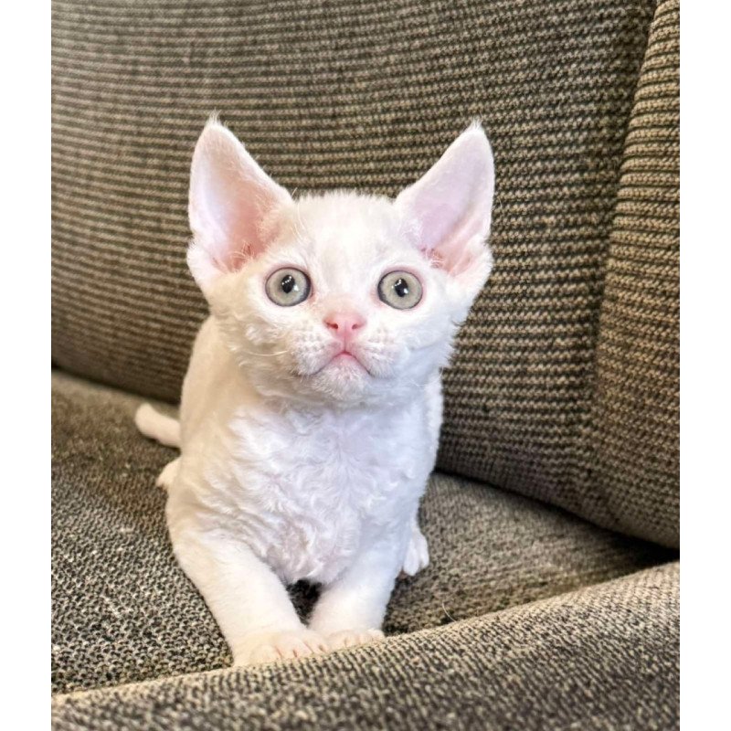 Devon Rex Quartz