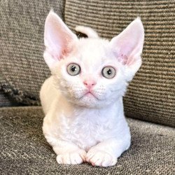 Devon Rex Quartz