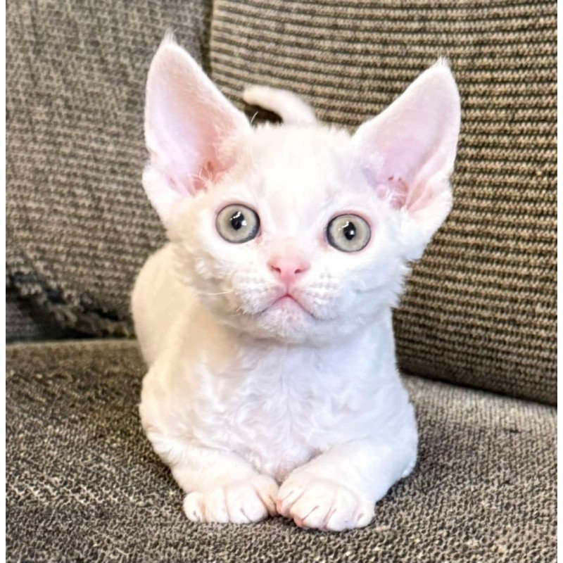 Devon Rex Quartz