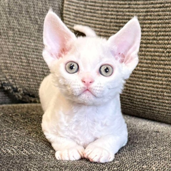 Devon Rex Quartz
