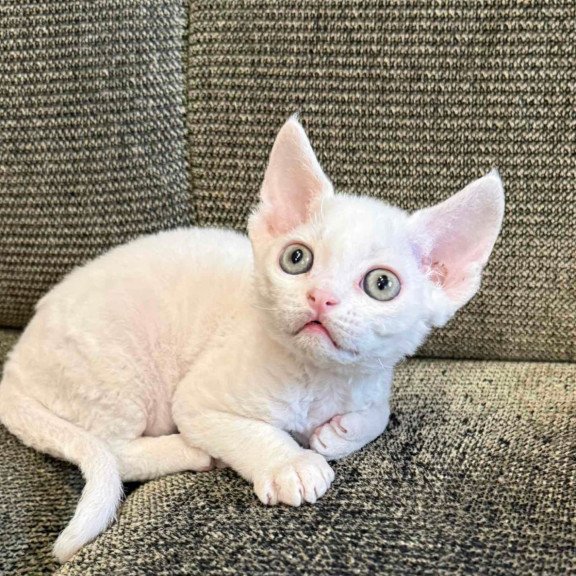 Devon Rex Quartz