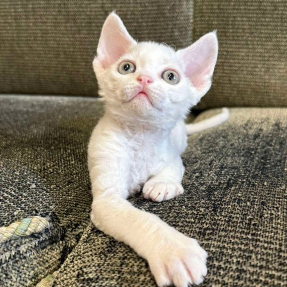 Devon Rex Quartz